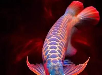龍魚有什么含義嗎：龍魚的寓意和寓意