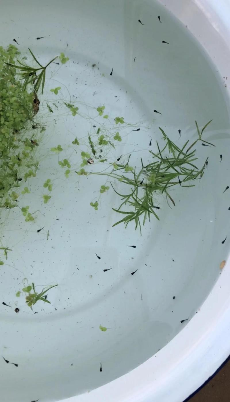 古龍魚繁殖后如何護(hù)理？
