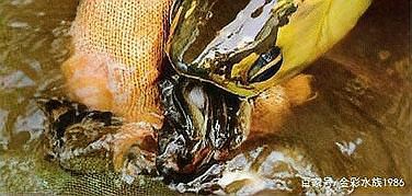 古龍魚繁殖后如何護(hù)理？