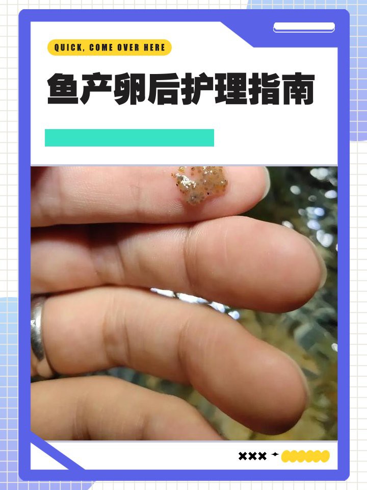 古龍魚繁殖后如何護(hù)理？