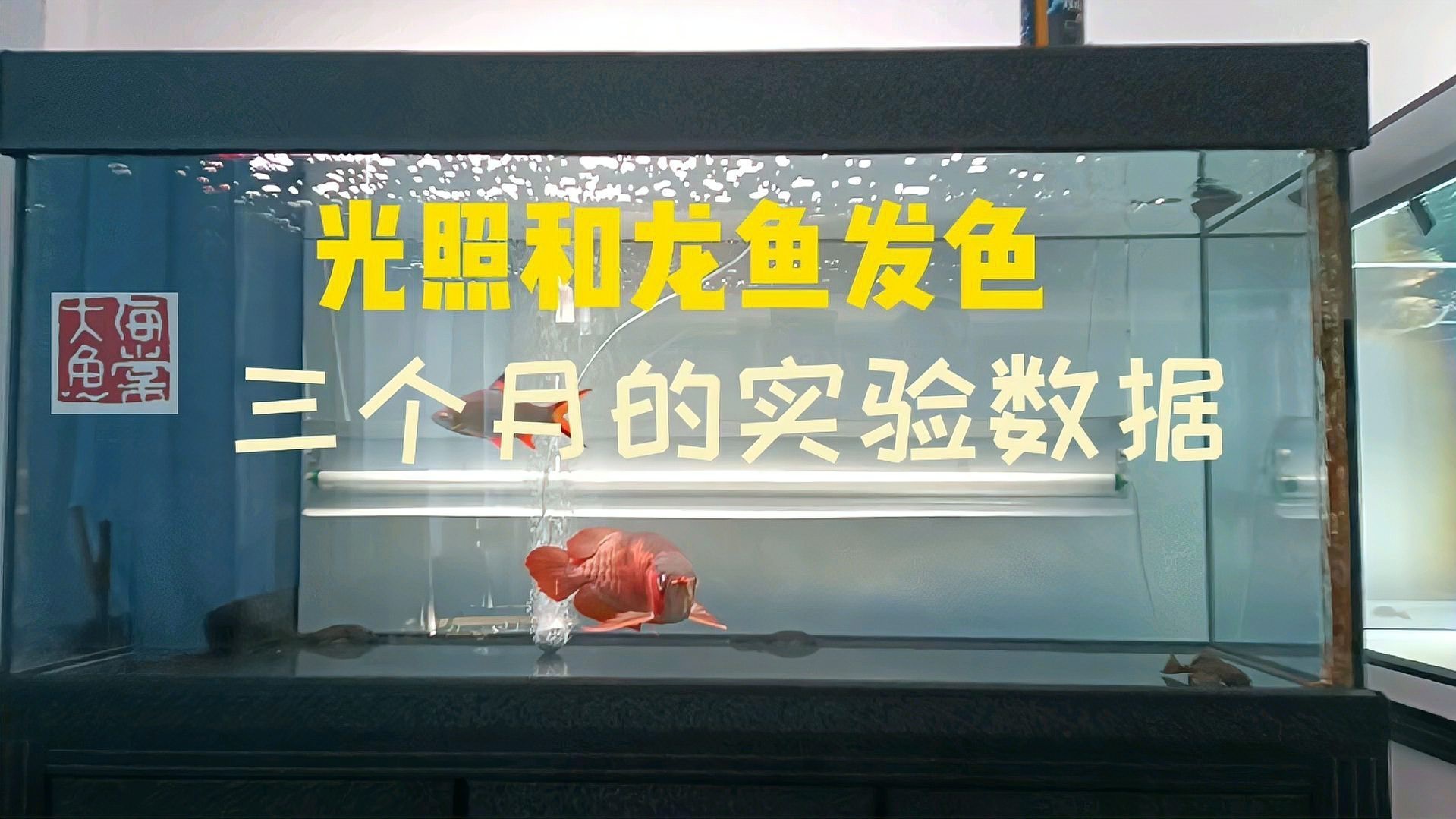 哪種類型的燈光最適合龍魚發色？