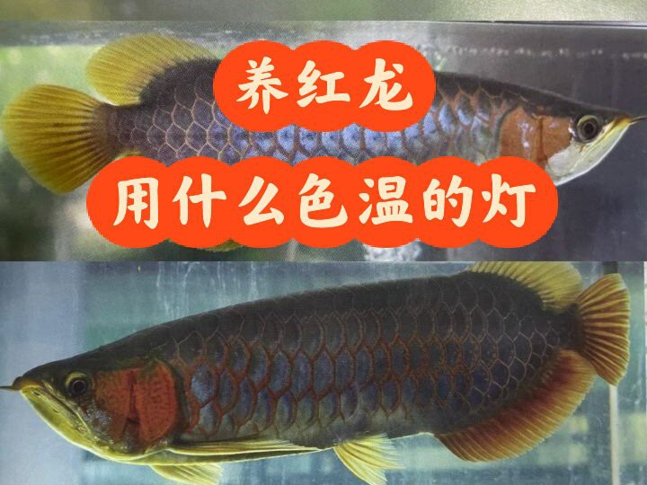哪種類型的燈光最適合龍魚發色？