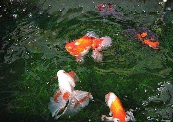 金龍魚浮頭露出水面：金龍魚浮頭露出水面可能是由于多種原因引起的，以下是詳細解釋 金龍魚浮頭露出水面：金龍魚浮頭露出水面可能是由于多種原因引起的，以下是詳細解釋 龍魚百科 第1張