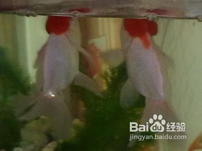 金龍魚浮頭露出水面：金龍魚浮頭露出水面可能是由于多種原因引起的，以下是詳細解釋 金龍魚浮頭露出水面：金龍魚浮頭露出水面可能是由于多種原因引起的，以下是詳細解釋 龍魚百科 第2張