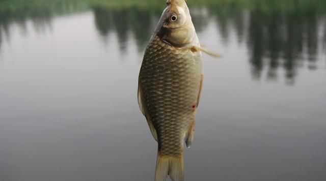 金龍魚浮頭露出水面：金龍魚浮頭露出水面可能是由于多種原因引起的，以下是詳細解釋 金龍魚浮頭露出水面：金龍魚浮頭露出水面可能是由于多種原因引起的，以下是詳細解釋 龍魚百科 第3張