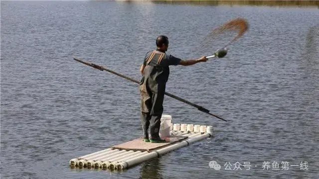 如何處理活餌以避免寄生蟲風險？