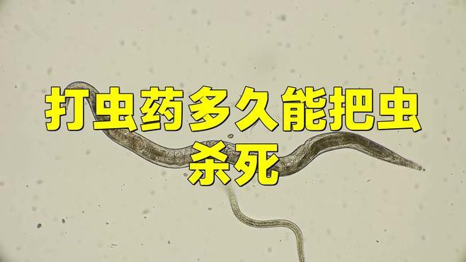 如何處理活餌以避免寄生蟲風(fēng)險(xiǎn)？