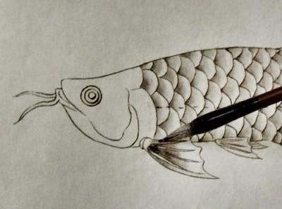 金龍魚鉛筆畫法：金龍魚鉛筆畫的基本步驟 金龍魚鉛筆畫法：金龍魚鉛筆畫的基本步驟 龍魚百科 第2張
