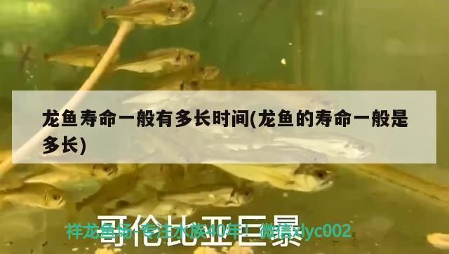 龍魚的壽命多長時間算正常：龍魚正常壽命因素影響龍魚壽命的因素和飼養條件而異