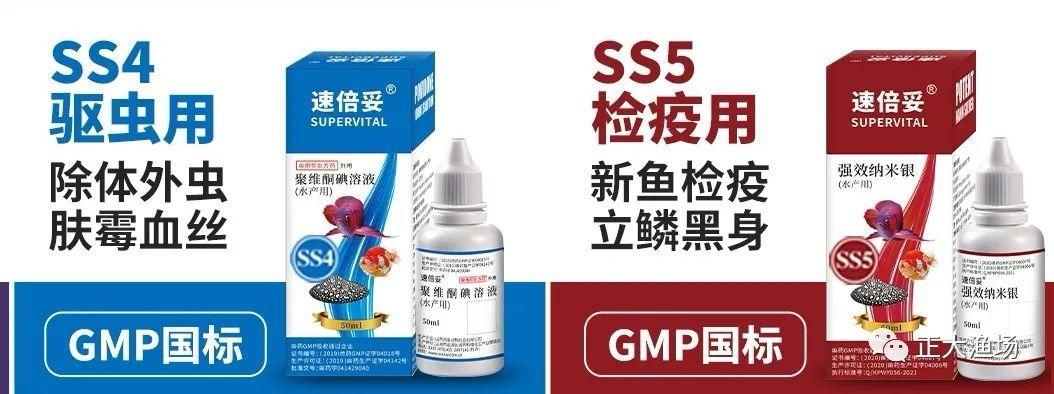 紅龍魚立鱗多久能好，