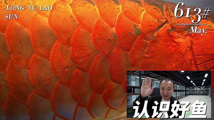 紅龍魚的最好品種視頻大全圖片 紅龍魚的最好品種視頻大全圖片 龍魚百科 第1張