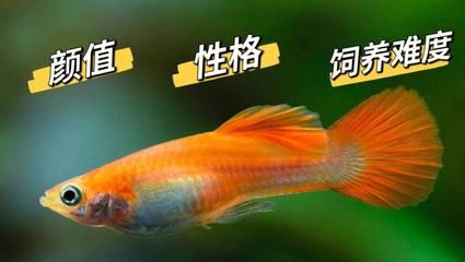 金龍魚經銷商電話（金龍魚官網經銷商電話是多少）