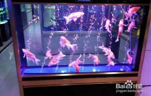 龍魚缸魔袋多久洗一次：龍魚缸魔袋的清洗頻率是固定不變的 龍魚缸魔袋多久洗一次：龍魚缸魔袋的清洗頻率是固定不變的 龍魚百科 第2張