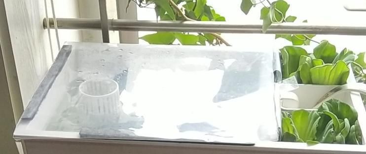 龍魚缸魔袋多久洗一次：龍魚缸魔袋的清洗頻率是固定不變的 龍魚缸魔袋多久洗一次：龍魚缸魔袋的清洗頻率是固定不變的 龍魚百科 第1張