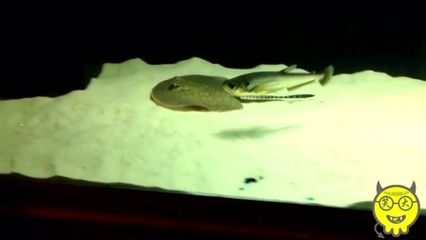 龍魚喂蝦干會怎么樣：喂食龍魚蝦干會帶來哪些影響？