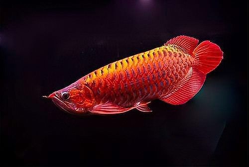 龍魚立鱗發(fā)色需要多長(zhǎng)時(shí)間？