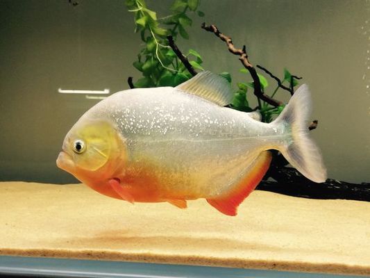 白寫錦鯉魚（白寫錦鯉的斑紋特征）