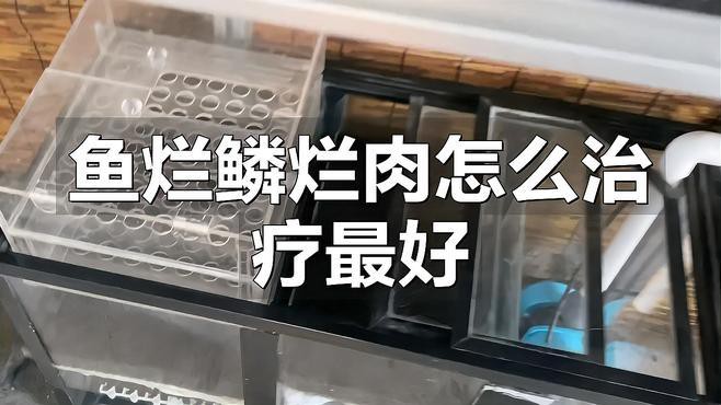 紅龍魚的鱗片爛了怎么治療