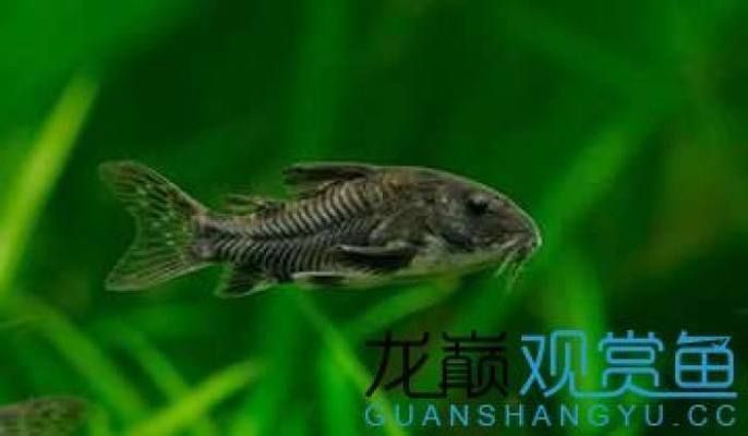 龍魚配什么清潔魚最好養,幾種適合與龍魚混養的清潔魚 龍魚百科 第5張 龍魚配什么清潔魚最好養,幾種適合與龍魚混養的清潔魚 龍魚配什么清潔魚最好養,幾種適合與龍魚混養的清潔魚 龍魚百科 第5張