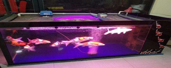 龍魚配什么清潔魚最好養,幾種適合與龍魚混養的清潔魚 龍魚百科 第1張 龍魚配什么清潔魚最好養,幾種適合與龍魚混養的清潔魚 龍魚配什么清潔魚最好養,幾種適合與龍魚混養的清潔魚 龍魚百科 第1張