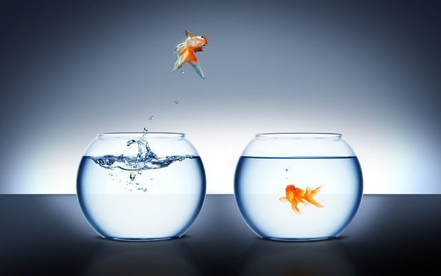 龍魚配什么清潔魚最好養,幾種適合與龍魚混養的清潔魚 龍魚百科 第4張 龍魚配什么清潔魚最好養,幾種適合與龍魚混養的清潔魚 龍魚配什么清潔魚最好養,幾種適合與龍魚混養的清潔魚 龍魚百科 第4張
