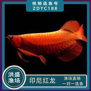 龍魚配什么清潔魚最好養,幾種適合與龍魚混養的清潔魚 龍魚百科 第2張 龍魚配什么清潔魚最好養,幾種適合與龍魚混養的清潔魚 龍魚配什么清潔魚最好養,幾種適合與龍魚混養的清潔魚 龍魚百科 第2張