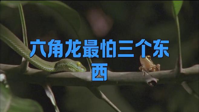 六角龍放生后會(huì)被哪些天敵捕食？ 六角龍放生后會(huì)被哪些天敵捕食？ 龍魚百科 第1張