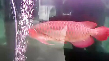 龍魚血痕：龍魚身上出現血痕可能有多種原因