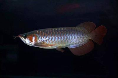 巨骨舌魚龍魚的祖先：巨骨舌魚和龍魚的祖先