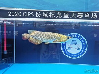 2023長(zhǎng)城杯龍魚(yú)大賽死魚(yú)事件：2023長(zhǎng)城杯龍魚(yú)大賽死魚(yú)事件處理結(jié)果