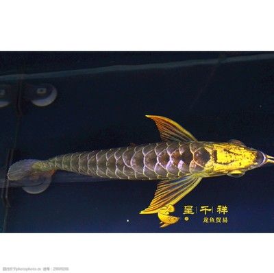 祥龍龍魚官方網站（關于祥龍龍魚官方網站的一些信息）