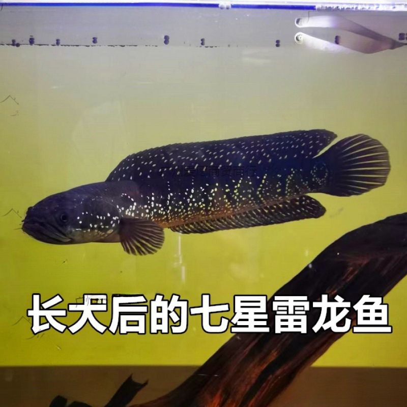 雷龍魚會(huì)吃金魚嗎（雷龍魚會(huì)吃金魚嗎，） 雷龍魚會(huì)吃金魚嗎（雷龍魚會(huì)吃金魚嗎，） 龍魚百科 第2張