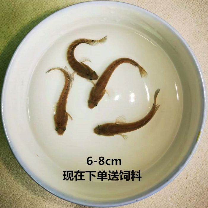 雷龍魚會(huì)吃金魚嗎（雷龍魚會(huì)吃金魚嗎，） 雷龍魚會(huì)吃金魚嗎（雷龍魚會(huì)吃金魚嗎，） 龍魚百科 第4張