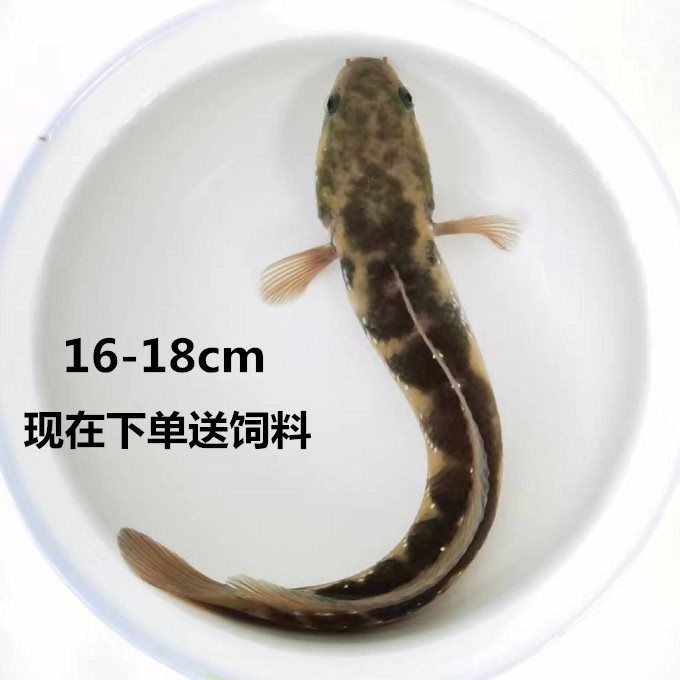 雷龍魚會(huì)吃金魚嗎（雷龍魚會(huì)吃金魚嗎，） 雷龍魚會(huì)吃金魚嗎（雷龍魚會(huì)吃金魚嗎，） 龍魚百科 第3張