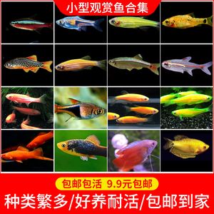 常見的淡水觀賞魚小魚種類：常見的淡水觀賞魚小魚種類介紹 常見的淡水觀賞魚小魚種類：常見的淡水觀賞魚小魚種類介紹 龍魚百科 第1張