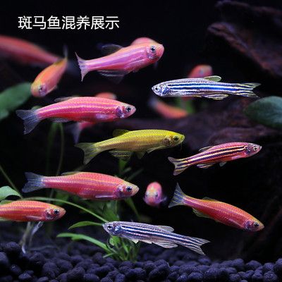 常見的淡水觀賞魚小魚種類：常見的淡水觀賞魚小魚種類介紹 常見的淡水觀賞魚小魚種類：常見的淡水觀賞魚小魚種類介紹 龍魚百科 第3張