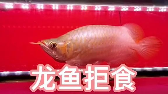 新加坡紅龍魚圖片高清大全視頻