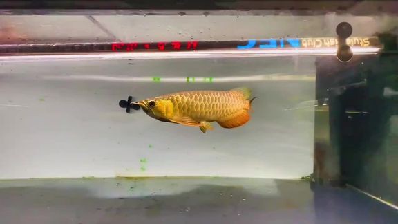 新加坡紅龍魚圖片高清大全視頻