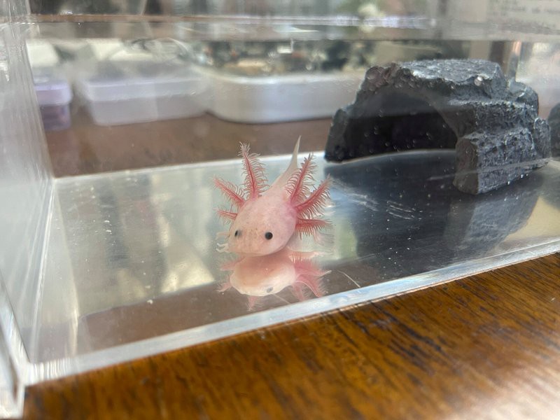 六角恐龍魚幼體多大