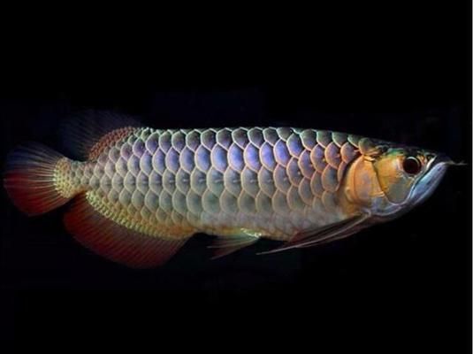 什么樣金龍魚是好的（如何挑選一只好的金龍魚） 什么樣金龍魚是好的（如何挑選一只好的金龍魚） 龍魚百科 第2張