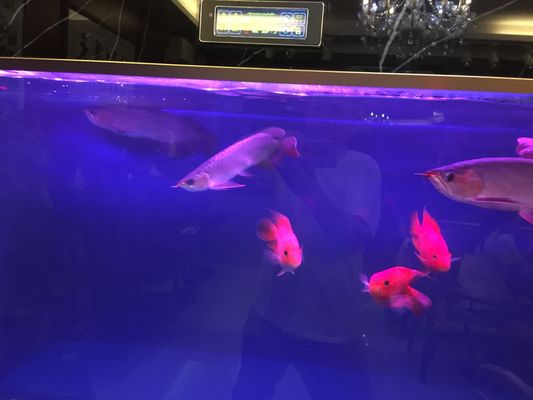 龍魚突然沉頭怎么回事：龍魚突然沉頭是什么原因 龍魚突然沉頭怎么回事：龍魚突然沉頭是什么原因 龍魚百科 第1張