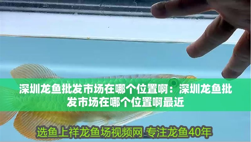 龍魚(yú)批發(fā)市場(chǎng)地址在哪里呀