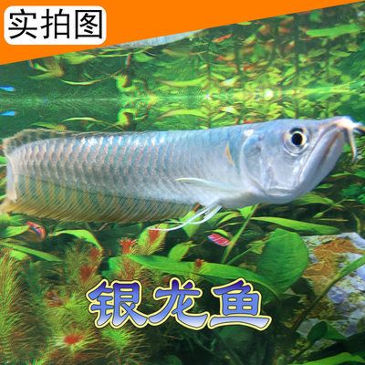 銀龍魚苗常見疾病預(yù)防：銀龍魚苗養(yǎng)殖過(guò)程中常見疾病的預(yù)防是提高成活率和養(yǎng)殖效益的關(guān)鍵