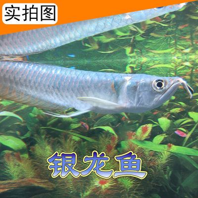 銀龍魚苗常見疾病預(yù)防：銀龍魚苗養(yǎng)殖過(guò)程中常見疾病的預(yù)防是提高成活率和養(yǎng)殖效益的關(guān)鍵