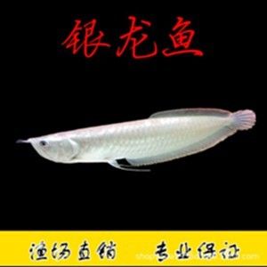 銀龍魚苗常見疾病預(yù)防：銀龍魚苗養(yǎng)殖過(guò)程中常見疾病的預(yù)防是提高成活率和養(yǎng)殖效益的關(guān)鍵