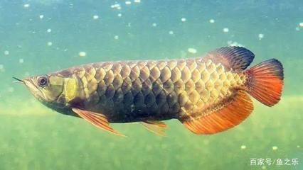 龍魚腦子（吃龍魚腦子有什么好處？）