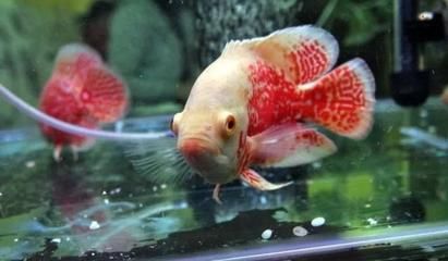 龍魚腦子（吃龍魚腦子有什么好處？）