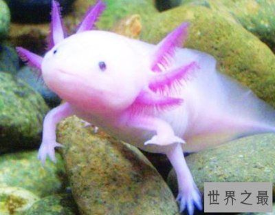 六角龍魚怎么養（六角龍魚日常護理要點,六角龍魚常見疾病預防）