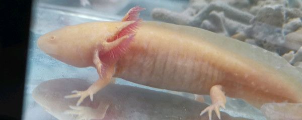 六角龍魚怎么養（六角龍魚日常護理要點,六角龍魚常見疾病預防）