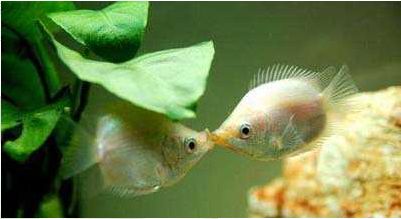 魚缸養什么魚好活（斑馬魚的飼養技巧）